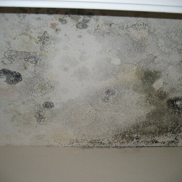 My moldy closet ceiling