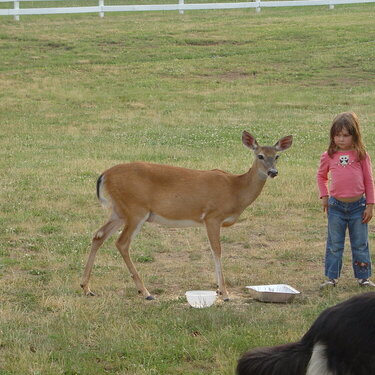 deer that feeds from your hand