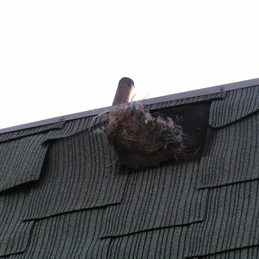 bird&#039;s nest on a building in brooklyn