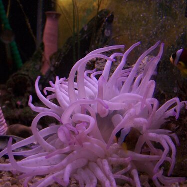 Anemone