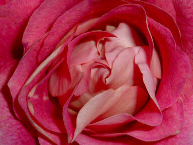 Red Rose: Macro &amp; May 1