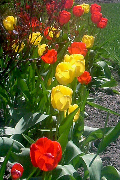 May 10: Translucent Tulips
