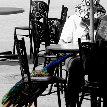 Peacock Cafe: Edited