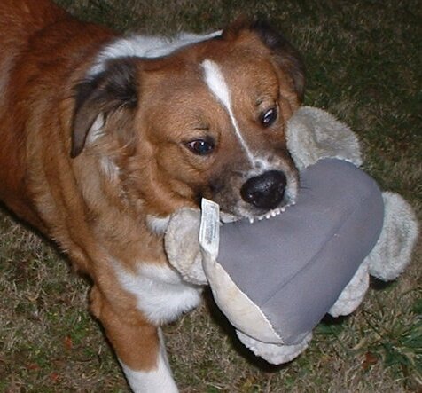 Duke and his koala