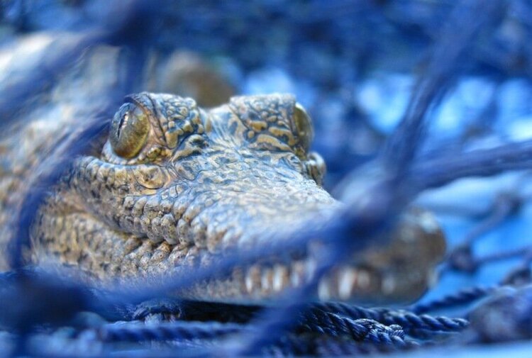 Earthwatch - Freshwater crocodile