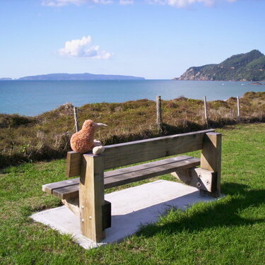 Kiwi in Kuaotunu, Coromandel Peninsula, NZ