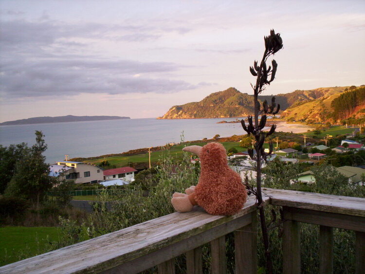 Kiwi in Kuaotunu, Coromandel Peninsula, NZ