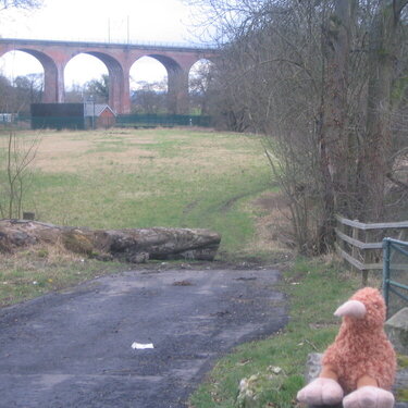 Kiwi in front of Croxdale Railway Viaduct, Durham