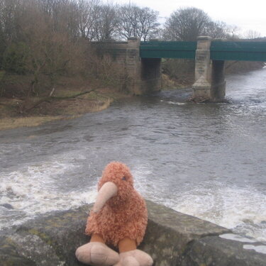 Kiwi in front of the River Wear, Durham
