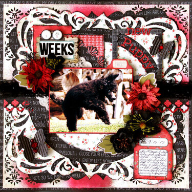 new puppy!**Flying Unicorn Oct KOM**