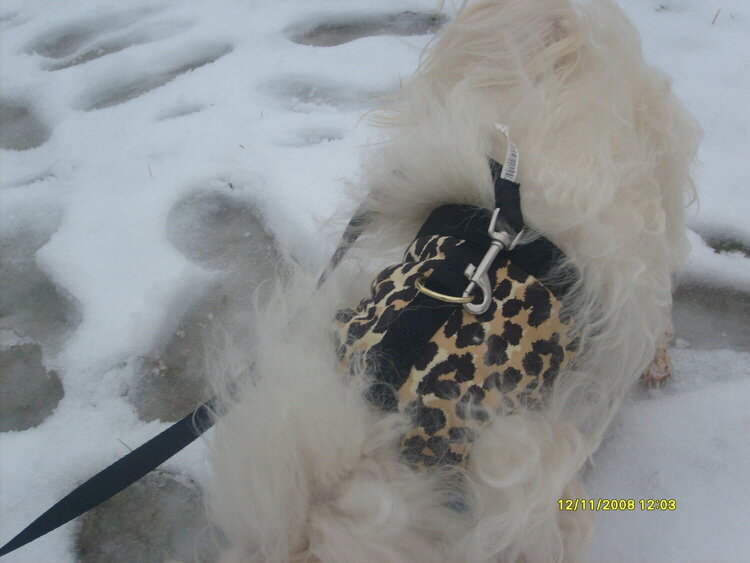 Gucci in the snow