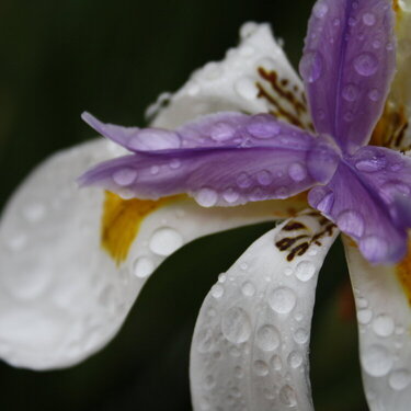 Rain Drops on Butterfly Iris