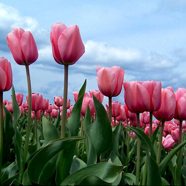 Skagit Valley Tulip Festival