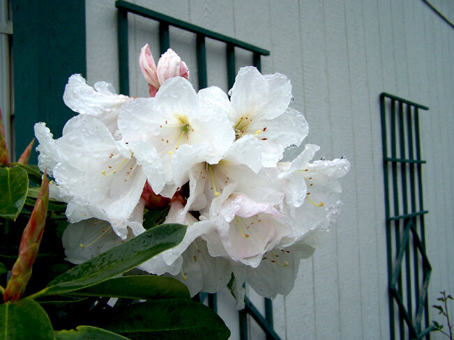 AGC - Flower in bloom