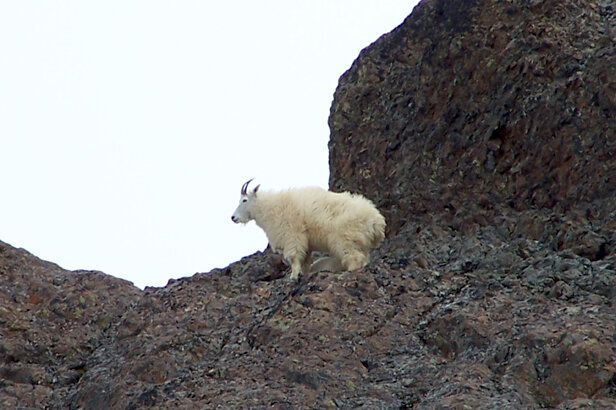 My first mountain goat