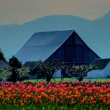 Mt. Vernon Tulips