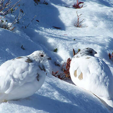 Ptarmigans