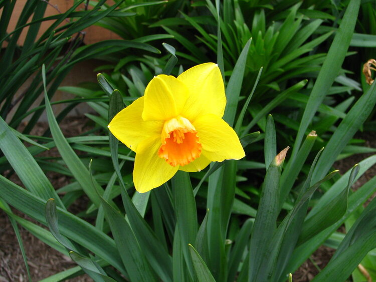 12. a flower grown from a bulb (9 pts)