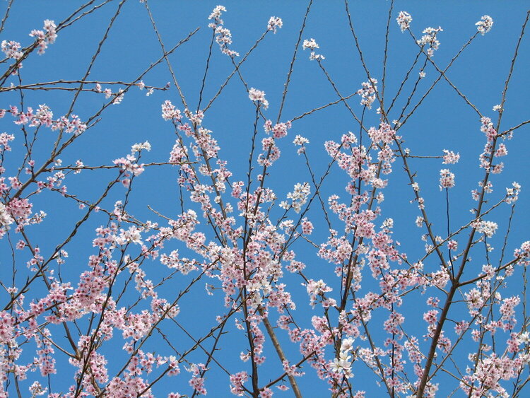 17. Cherry Blossoms ( 9pts )