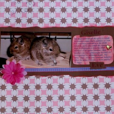Degus