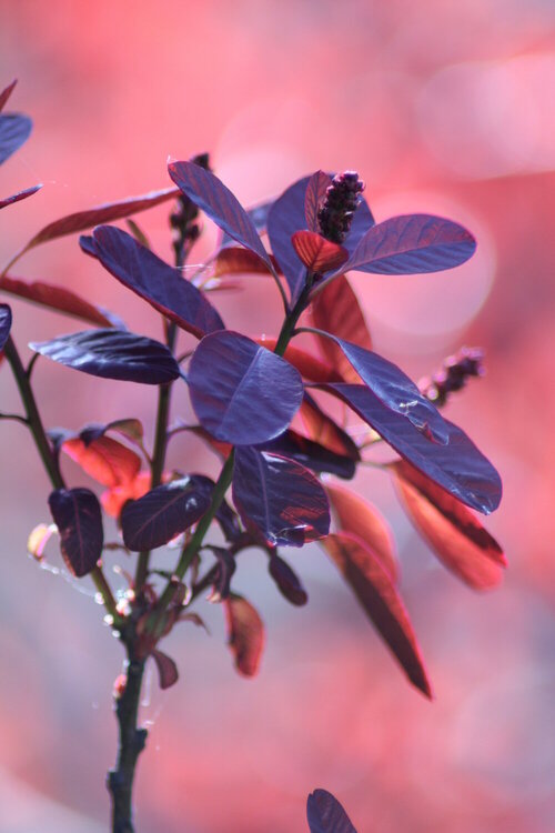 Smoke bush