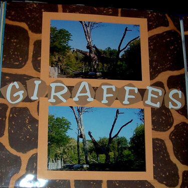 Giraffes (Lincoln Park Zoo)