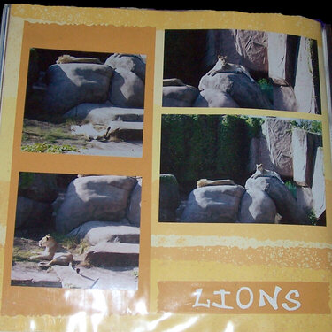 Lions (Lincoln Park Zoo)