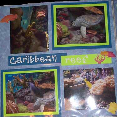 Caribbean Reef (Shedd Aquarium)