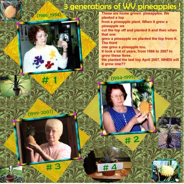 Pineapple farming in WV