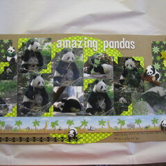 "amazing pandas"