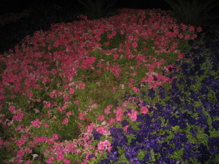 Bellagio flower gardens Las Vegas