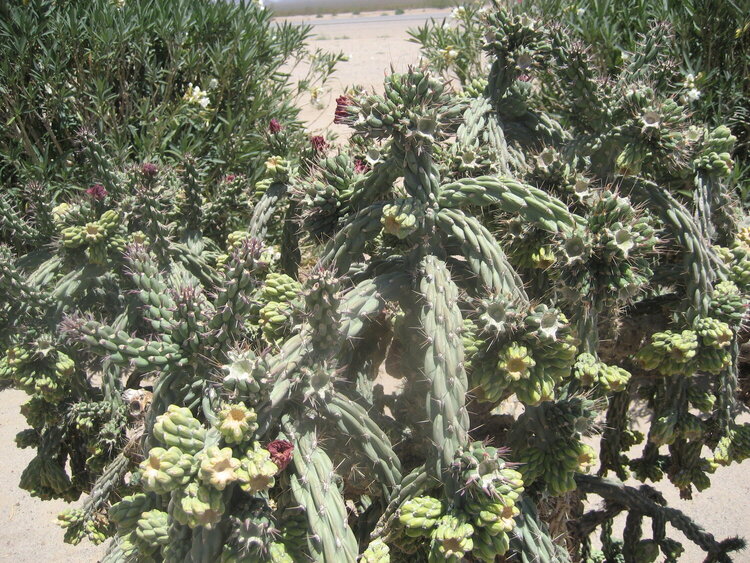 Blooming cacti in the desert