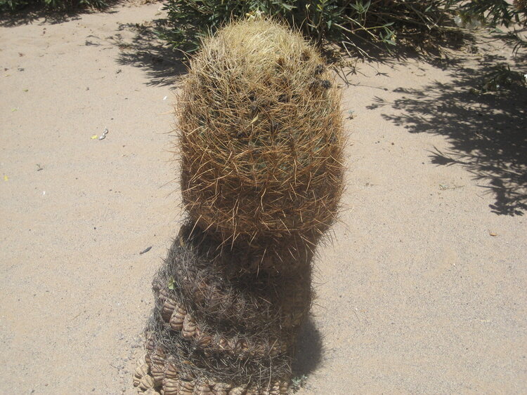 Major Cactus