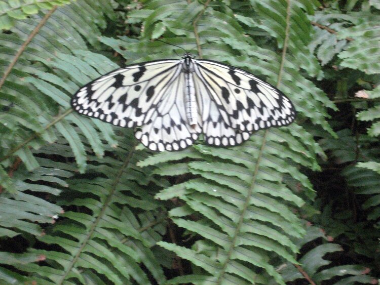 Paper Kite Butterfly