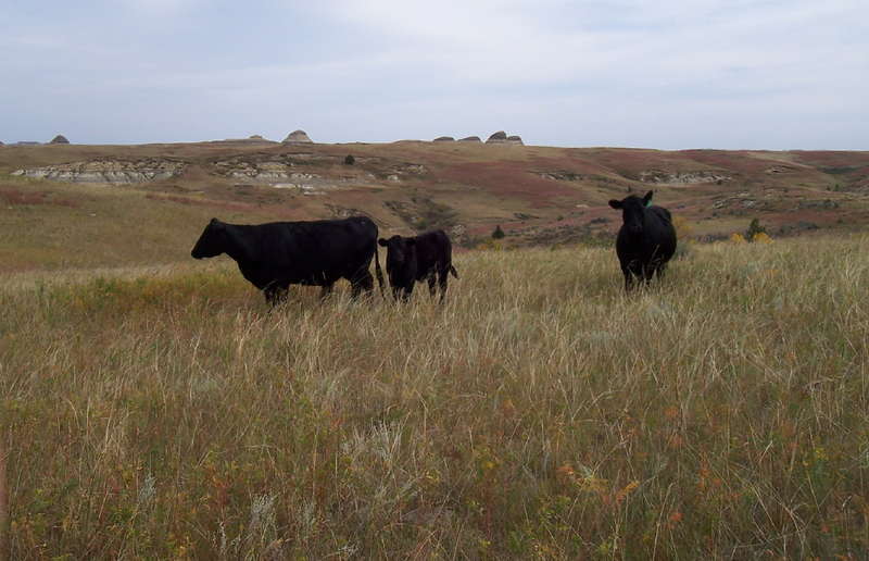 Fall in the Badlands