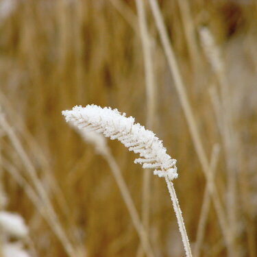 Frost does beautiful things