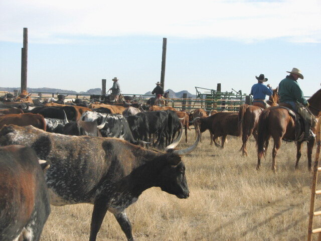 Sorting calves