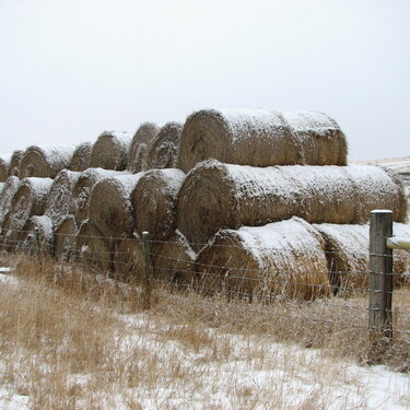 Snow covered straw bales.