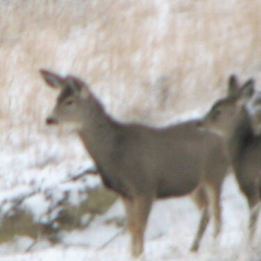 More deer from a distance