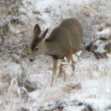 Mule deer doe from a distance