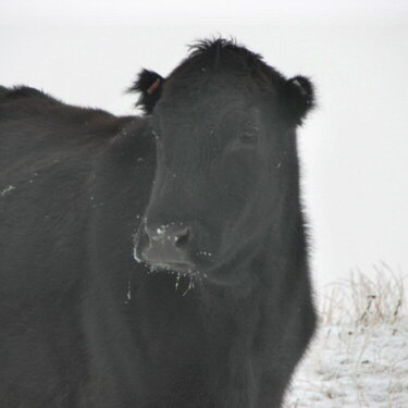 Frosted eared cow