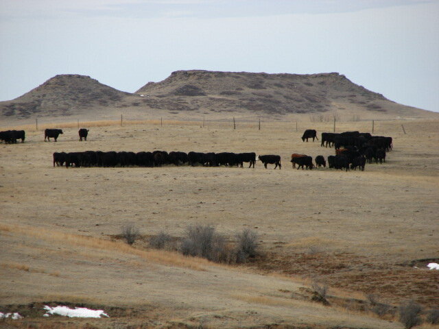 Cows at West Butte