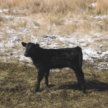 2008 JohnsonRanch calf