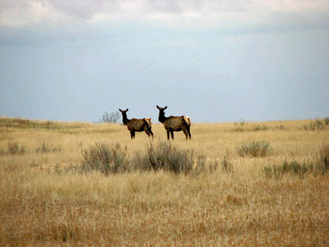 May 9- POD May 2008 Photo Challenge-cow elk