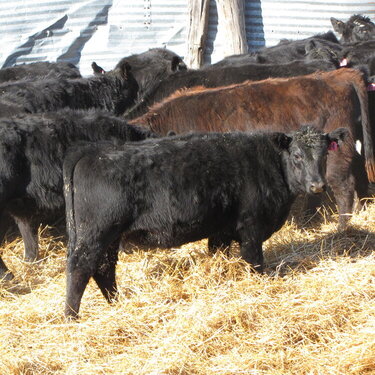 Some of our 2009 replacement heifer prospects