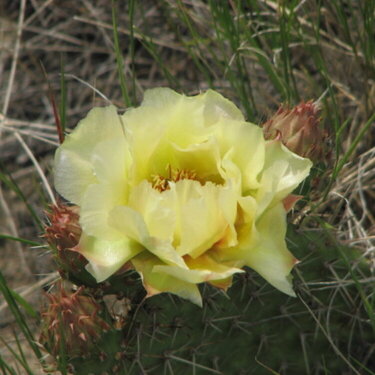 Prickly Pear in  bloom 2008