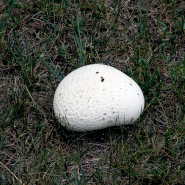 JFF-Prairie Mushroom