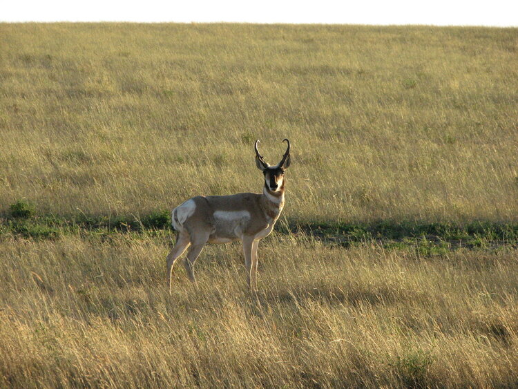 JFF- Antelope Buck