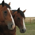 "Two Bay Horses" POD 8-3