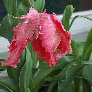 Pink Parrot Tulip